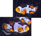 Picasso Clownfish Pair - Ocean Reefs Marine Aquariums