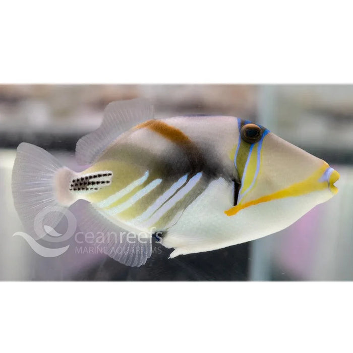 Picasso trigger - Ocean Reefs Marine Aquariums