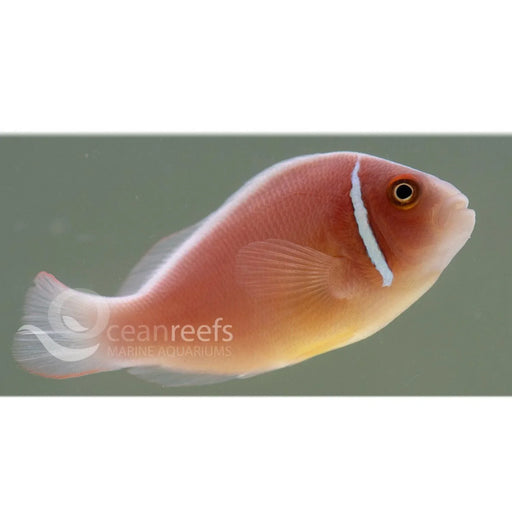 Pink Skunk Anemonefish - Ocean Reefs Marine Aquariums