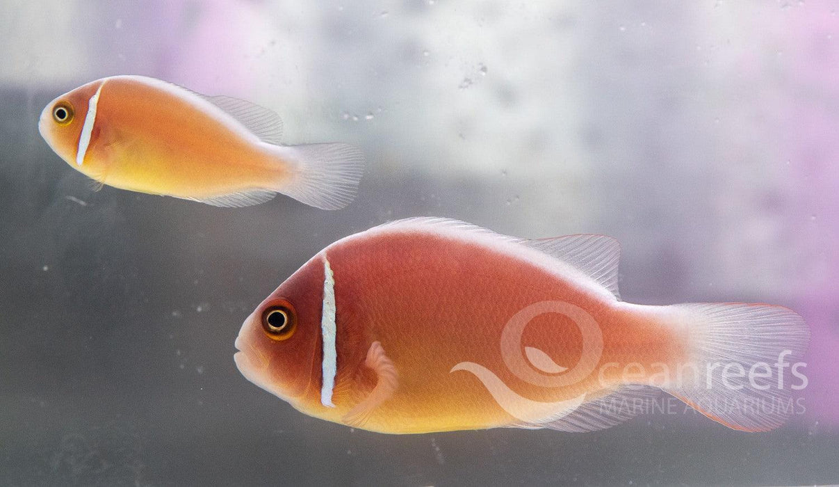 Pink Skunk Anemonefish - Ocean Reefs Marine Aquariums