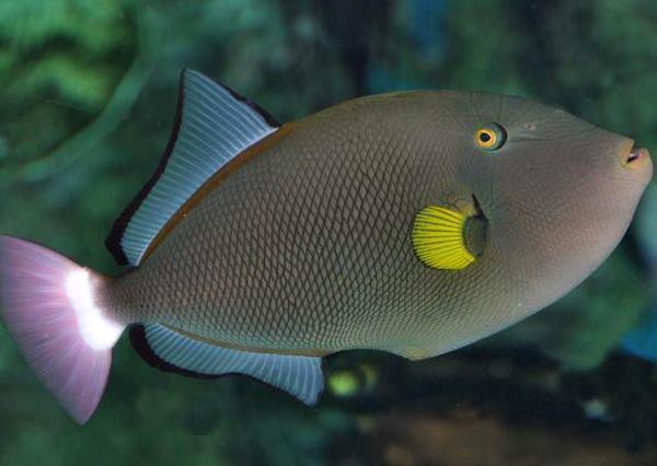 Pink tail trigger - Ocean Reefs Marine Aquariums