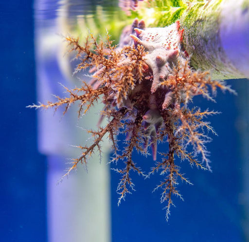 Pink Thorny Sea Cucumber - Ocean Reefs Marine Aquariums