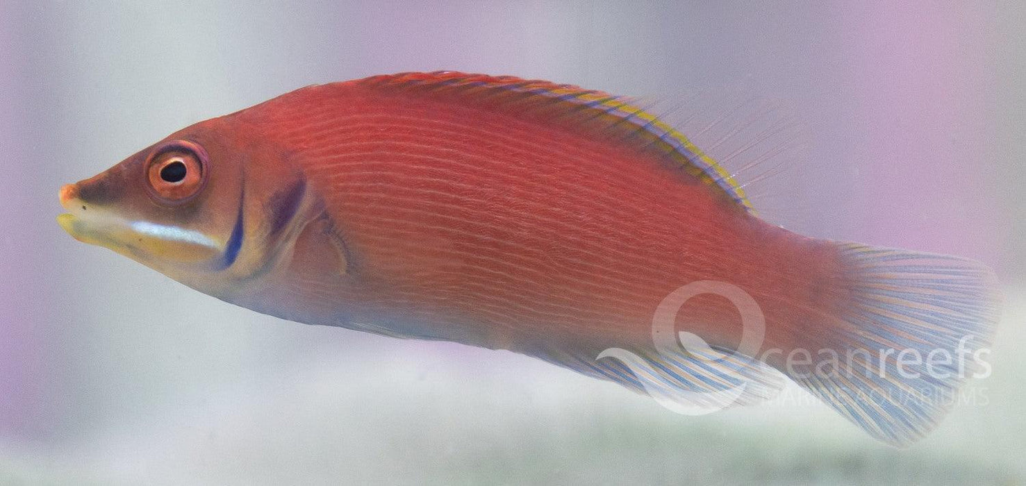 Pinstriped Wrasse - Ocean Reefs Marine Aquariums