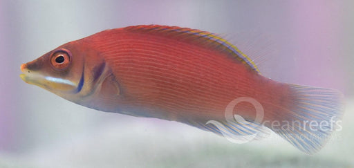 Pinstriped Wrasse - Ocean Reefs Marine Aquariums
