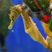 Pot Belly Seahorse - Ocean Reefs Marine Aquariums