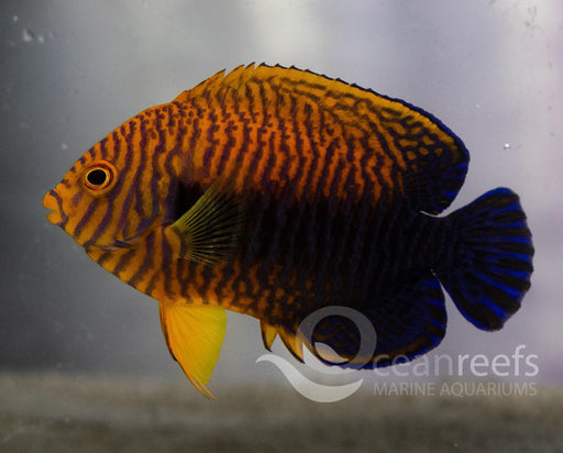 Potters Angelfish - Ocean Reefs Marine Aquariums