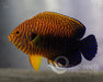 Potters Angelfish - Ocean Reefs Marine Aquariums