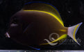 Powder Black Tang - Ocean Reefs Marine Aquariums