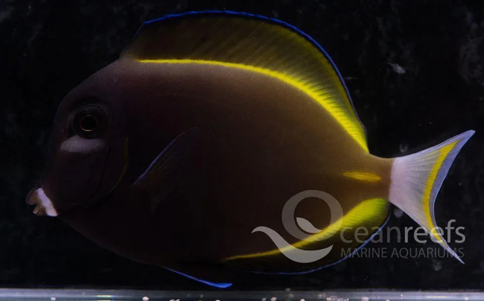 Powder Black Tang - Ocean Reefs Marine Aquariums