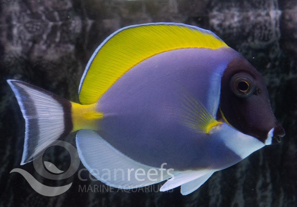 Powder Blue Tang - Ocean Reefs Marine Aquariums