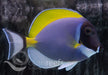 Powder Blue Tang - Ocean Reefs Marine Aquariums