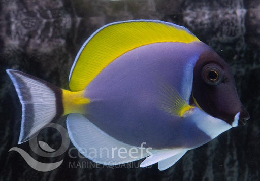 Powder Blue Tang - Ocean Reefs Marine Aquariums