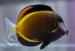 Powder Brown Tang - Ocean Reefs Marine Aquariums
