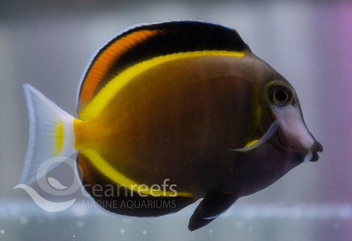 Powder Brown Tang - Ocean Reefs Marine Aquariums