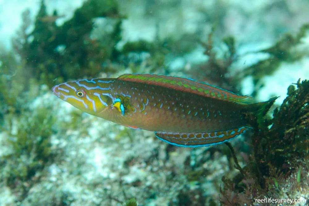 Long Green Wrasse