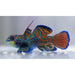 Psychedelic Mandarin (Captive Bred) - Ocean Reefs Marine Aquariums