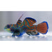 Psychedelic Mandarin (Captive Bred) - Ocean Reefs Marine Aquariums