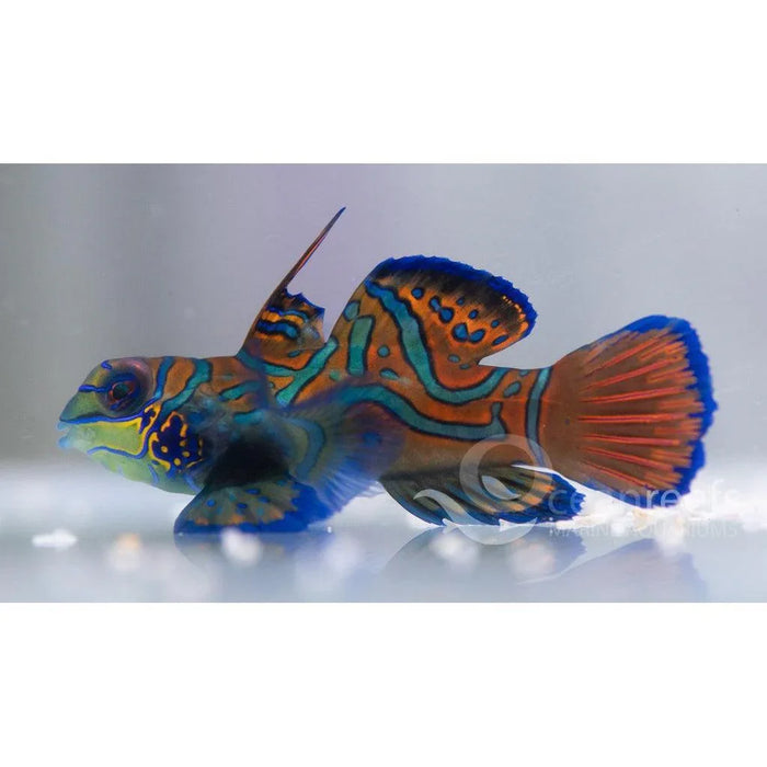 Psychedelic Mandarin - Ocean Reefs Marine Aquariums
