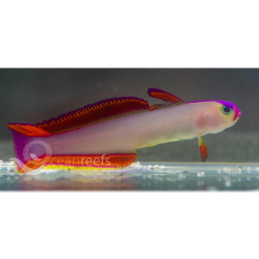 Purple Decora Goby - Ocean Reefs Marine Aquariums