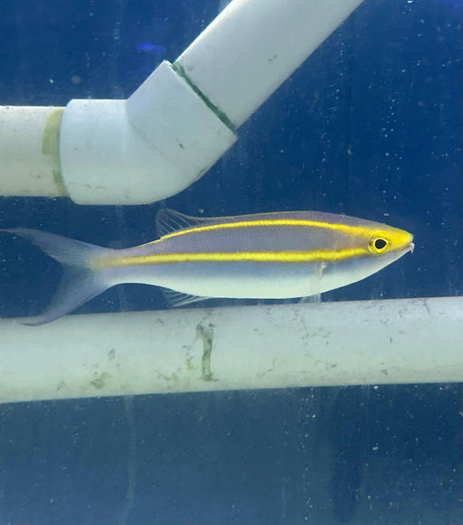 Purple Threadfin - Ocean Reefs Marine Aquariums