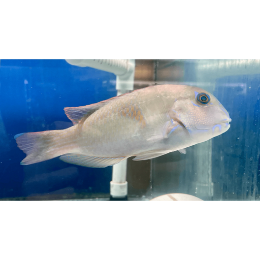 Purple Tuskfish - Ocean Reefs Marine Aquariums