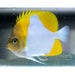 Pyramid Butterfly - Ocean Reefs Marine Aquariums