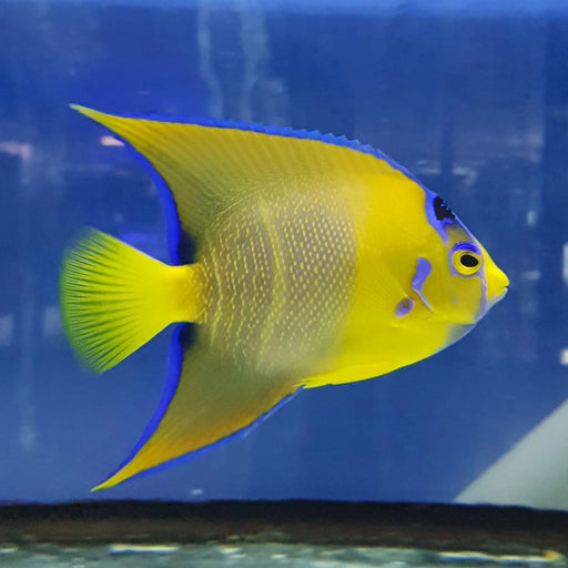 Queen Angelfish (Adult) - Ocean Reefs Marine Aquariums