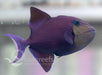Queen Trigger - Ocean Reefs Marine Aquariums
