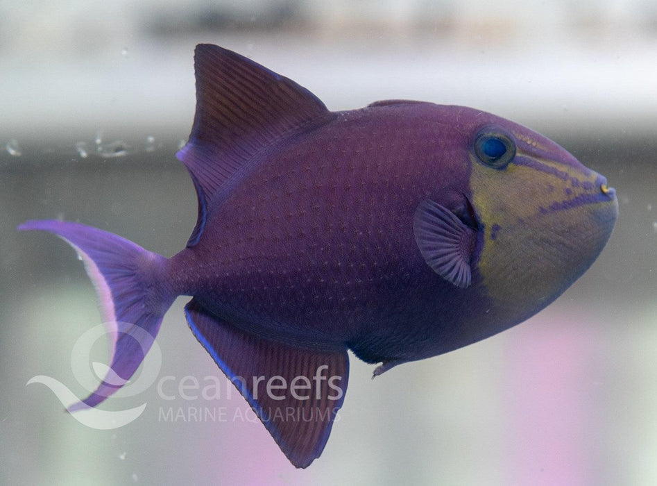 Queen Trigger - Ocean Reefs Marine Aquariums