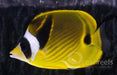 Racoon Butterfly - Ocean Reefs Marine Aquariums