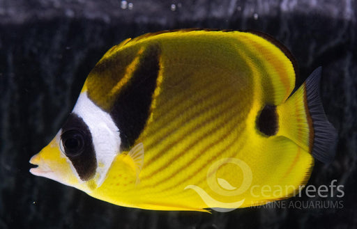 Racoon Butterfly - Ocean Reefs Marine Aquariums