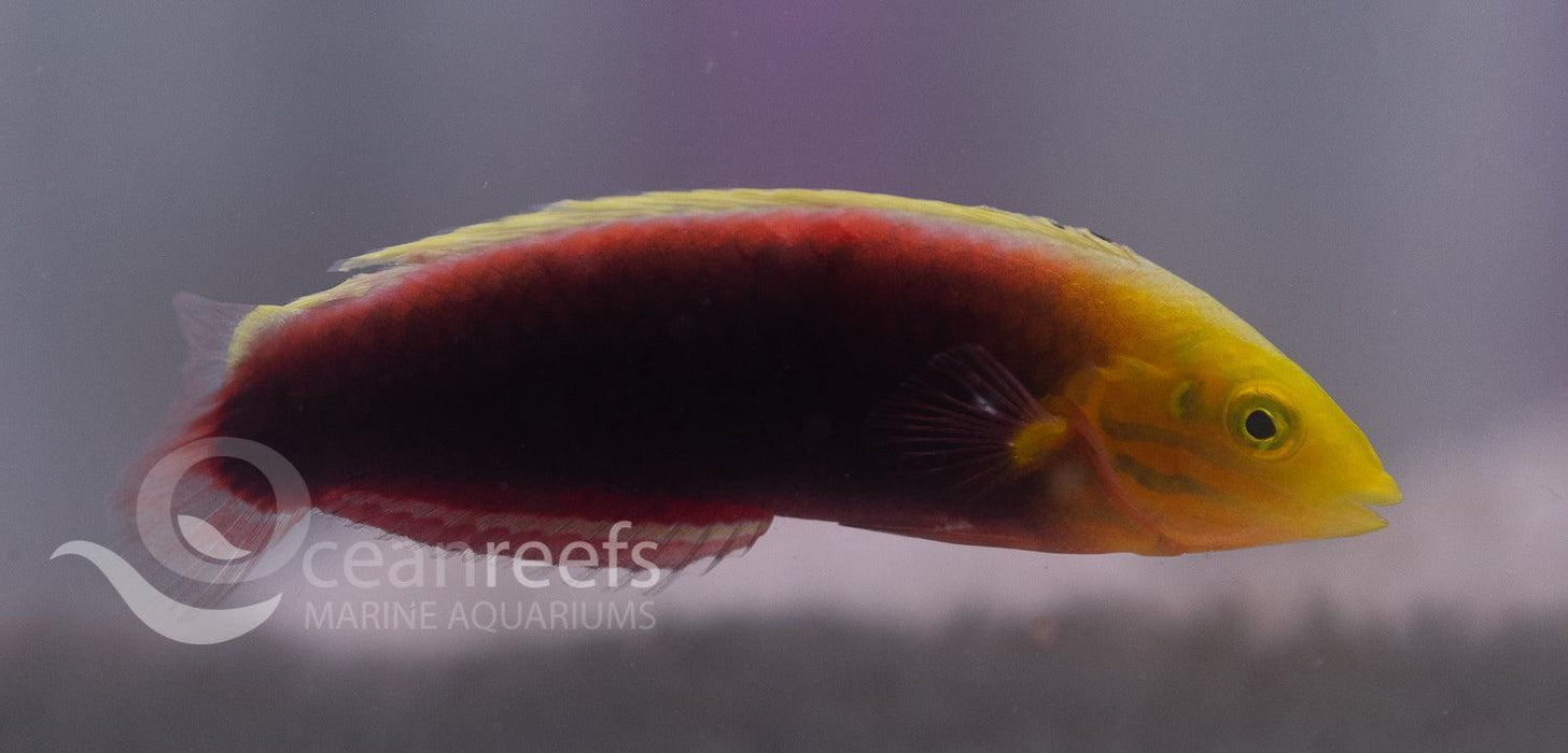Radiant wrasse - Ocean Reefs Marine Aquariums