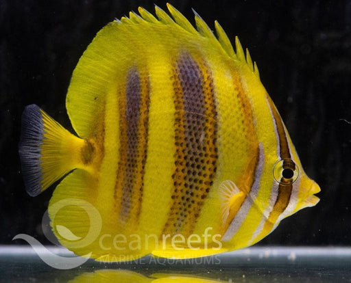 Rainford's Butterfly - Ocean Reefs Marine Aquariums