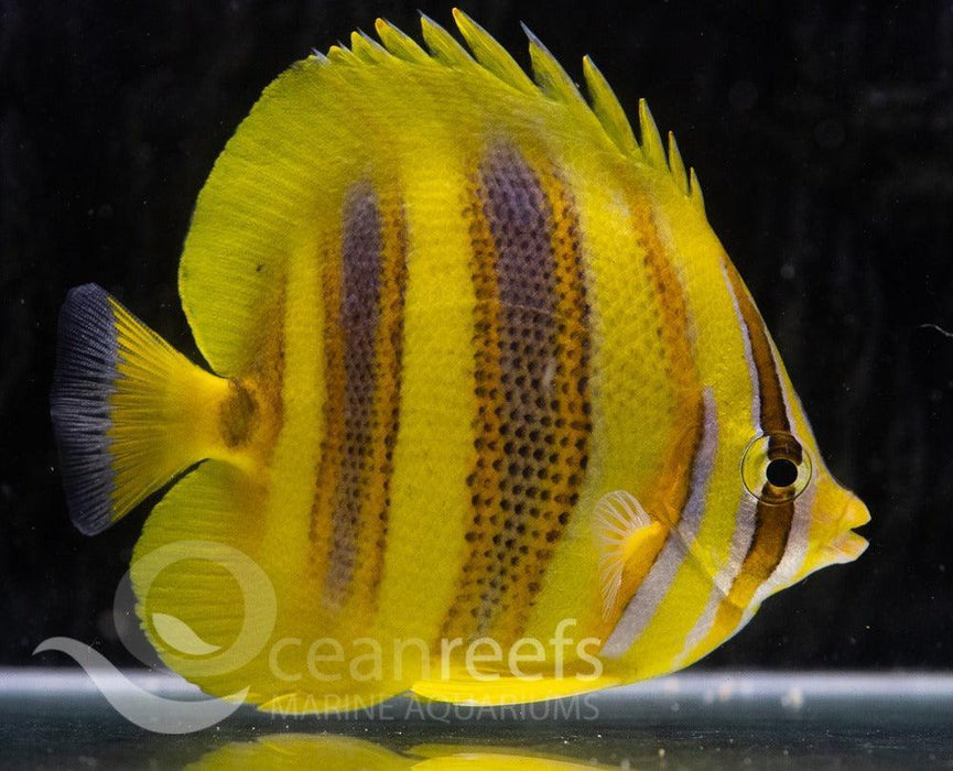 Rainford's Butterfly - Ocean Reefs Marine Aquariums