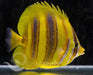 Rainford's Butterfly - Ocean Reefs Marine Aquariums