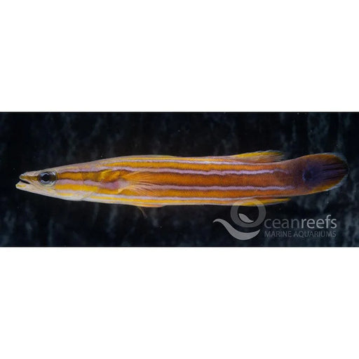 Rainfordi Flathead Perch - Ocean Reefs Marine Aquariums