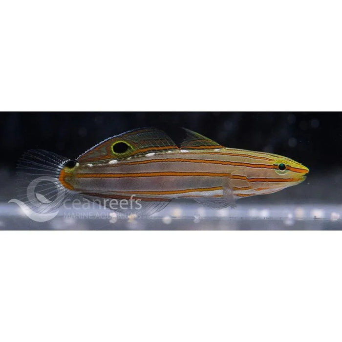 Rainfords Goby - Ocean Reefs Marine Aquariums