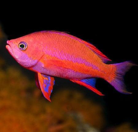 Randall's Anthia - Ocean Reefs Marine Aquariums