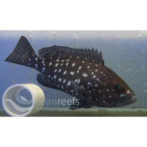Rankin Cod - Ocean Reefs Marine Aquariums