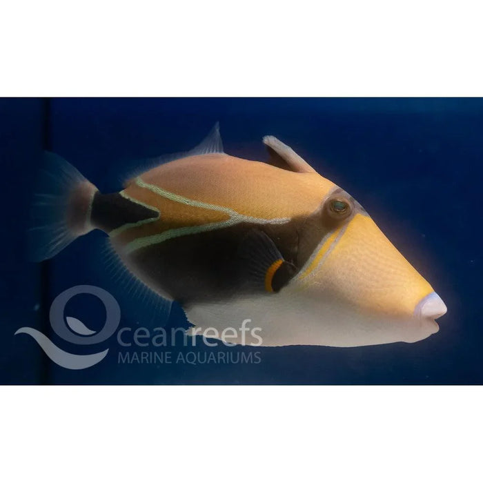 Rectangle trigger - Ocean Reefs Marine Aquariums