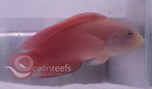 Red and Green Dottyback - Ocean Reefs Marine Aquariums