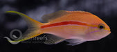 Red Line Anthia - Ocean Reefs Marine Aquariums