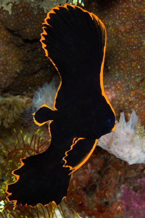 Red Line Batfish - Ocean Reefs Marine Aquariums