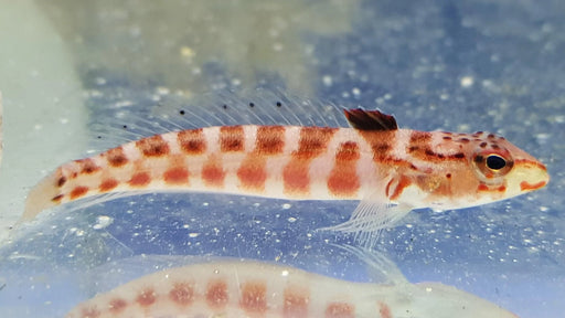 Red Lizard Blenny - Ocean Reefs Marine Aquariums