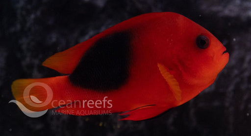 Red Saddleback Anemonefish - Ocean Reefs Marine Aquariums