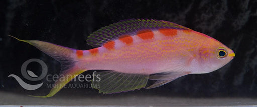 Red Saddleback Anthia - Ocean Reefs Marine Aquariums