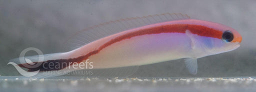 Red Striped Tilefish - Ocean Reefs Marine Aquariums