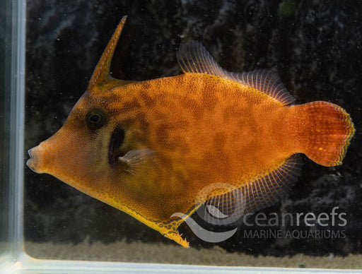 Red Tail Filefish - Ocean Reefs Marine Aquariums