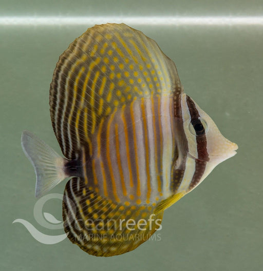 Redsea Sailfin Tang - Ocean Reefs Marine Aquariums