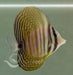 Redsea Sailfin Tang - Ocean Reefs Marine Aquariums